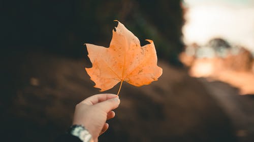 拿着棕色的叶子的人的特写照片 · 免费素材图片