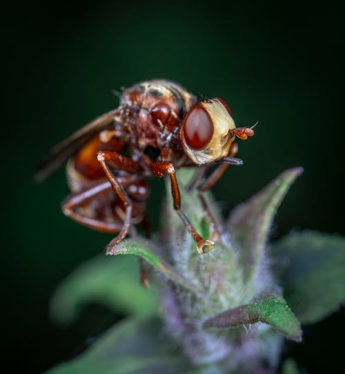 昆虫的特写照片 · 免费素材图片