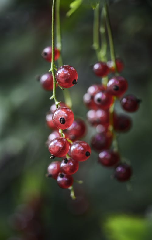 红色圆形水果的焦点摄影 · 免费素材图片
