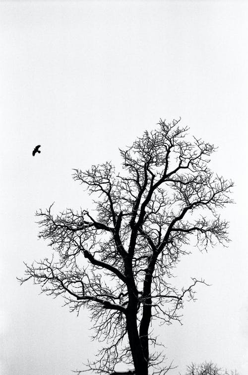 黑鸟飞过无叶树 · 免费素材图片