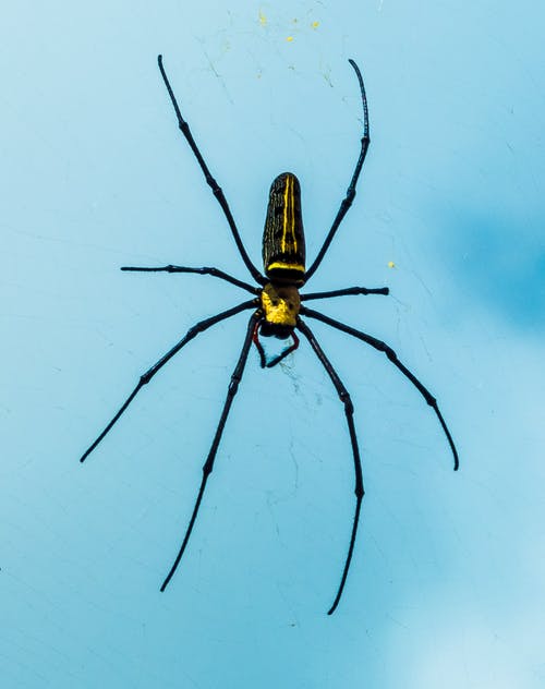 黑色和黄色蜘蛛 · 免费素材图片