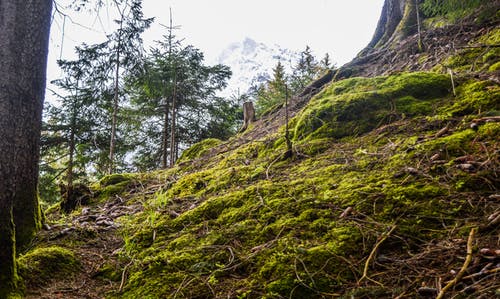 有关Copyspace, 下雪的, 不变的免费素材图片