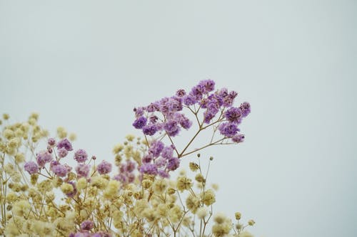 有关植物群, 白色背景, 紫色的免费素材图片