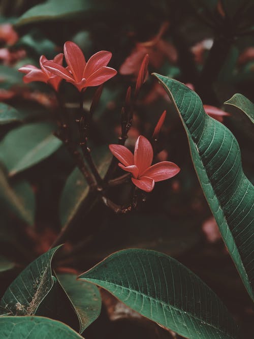 红色花朵的特写照片 · 免费素材图片
