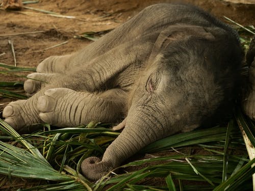小象睡在地上的照片 · 免费素材图片