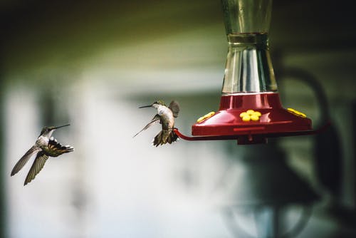 两只蜂鸟 · 免费素材图片