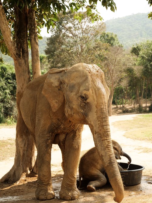 照片棕色大象在阳光明媚的一天 · 免费素材图片