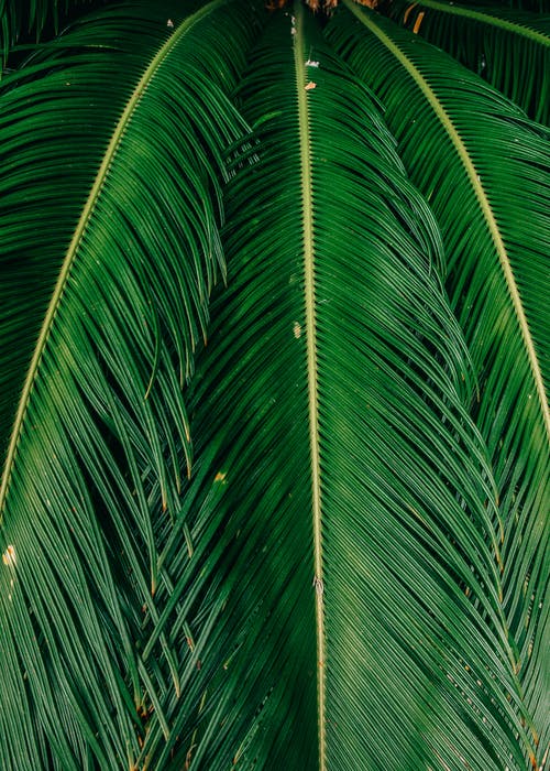 有关增长, 户外, 棕榈的免费素材图片