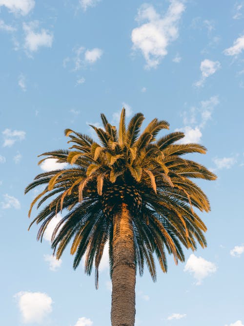 低角度拍摄的棕榈树 · 免费素材图片
