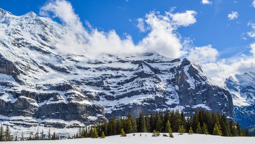 有关冬季, 冷, 冷杉的免费素材图片