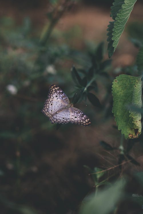 蝴蝶飞过花园里的绿色植物 · 免费素材图片