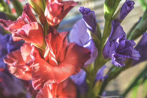 红色花瓣和紫色花瓣的花 · 免费素材图片