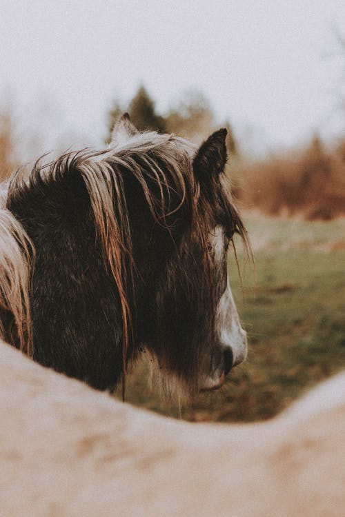 有关一群动物, 农家庭院, 动物学的免费素材图片