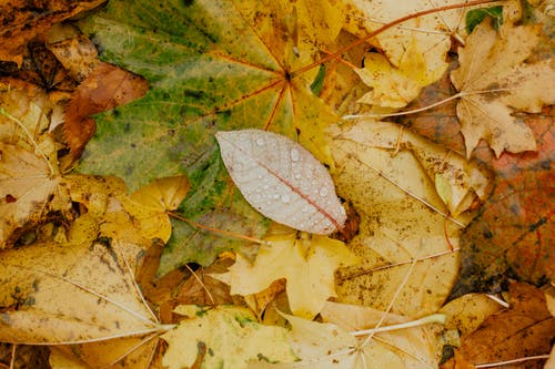 黄色和棕色的叶子 · 免费素材图片