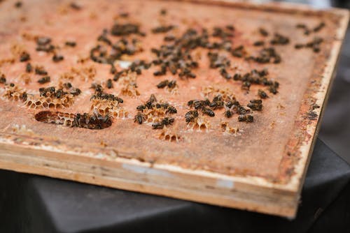 蜂窝与农村地区的蜜蜂 · 免费素材图片