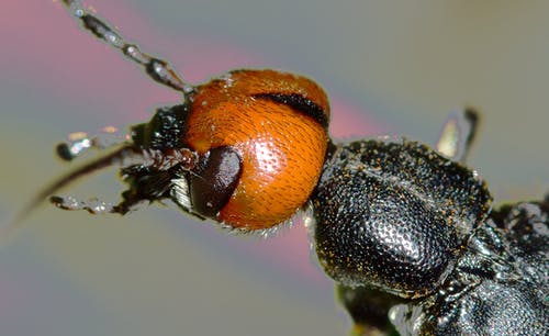 黑色和棕色昆虫 · 免费素材图片