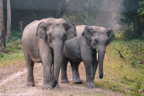 大象到户外散步的照片 · 免费素材图片