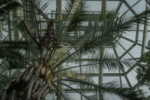 有关低角度拍摄, 增长, 室内的免费素材图片