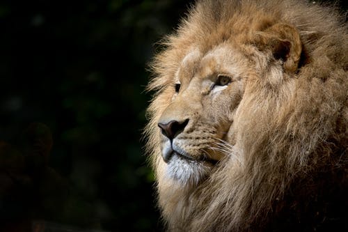 棕色狮子的特写摄影 · 免费素材图片