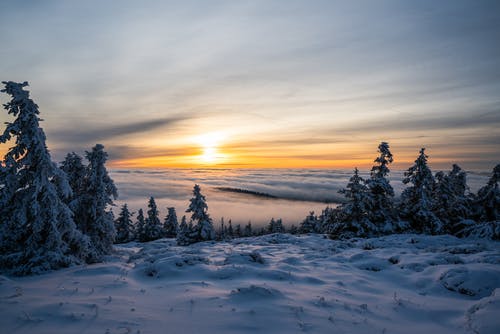 黄金时段在雪地上的树木 · 免费素材图片