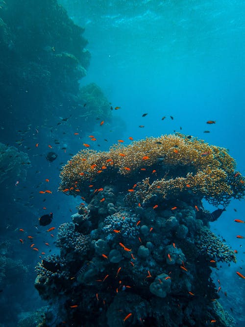 水中珊瑚礁的水下摄影 · 免费素材图片