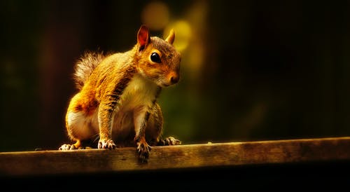 棕色松鼠在木质表面上的选择性聚焦照片 · 免费素材图片