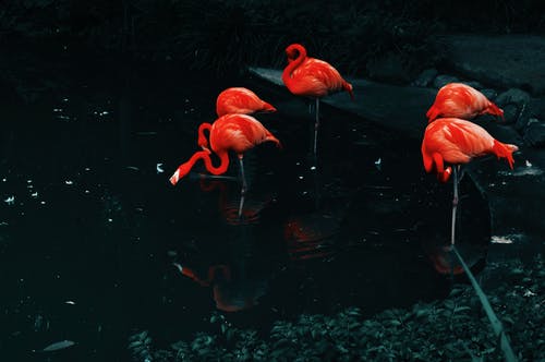 水上的橙色火烈鸟 · 免费素材图片