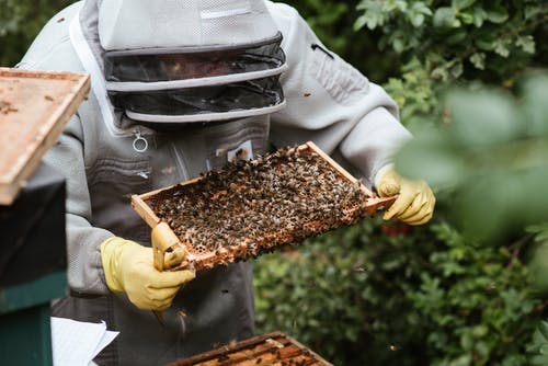 养蜂人考虑在养蜂场中的蜂窝 · 免费素材图片
