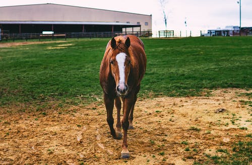 匹棕色的马，在一个字段上 · 免费素材图片