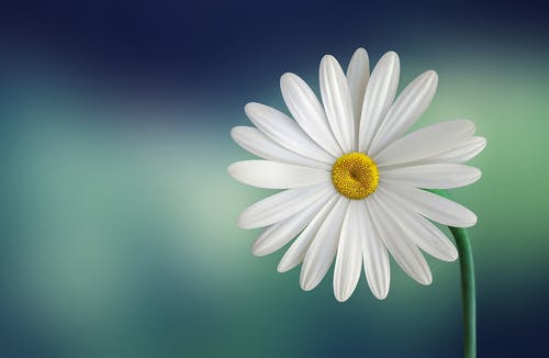 白色和黄色的花，绿色的茎 · 免费素材图片