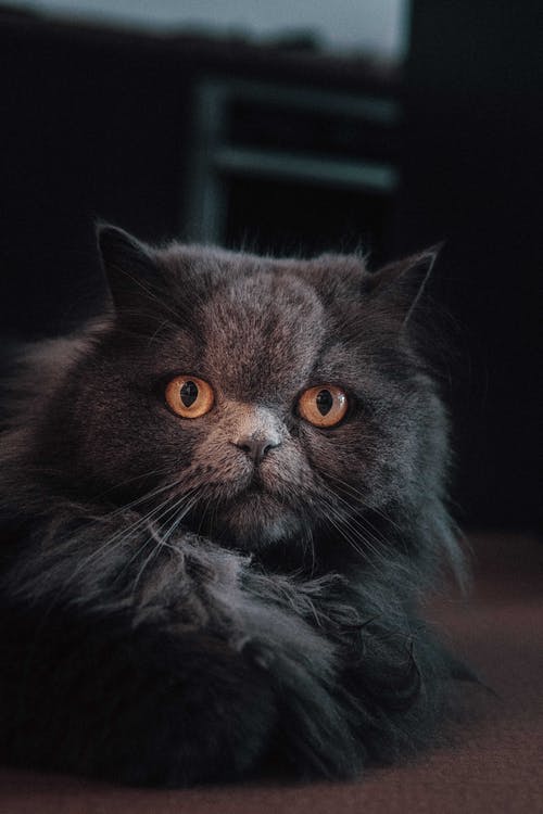 灰波斯猫 · 免费素材图片