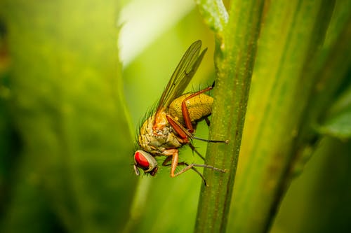 绿蝇栖息在茎上的特写摄影 · 免费素材图片