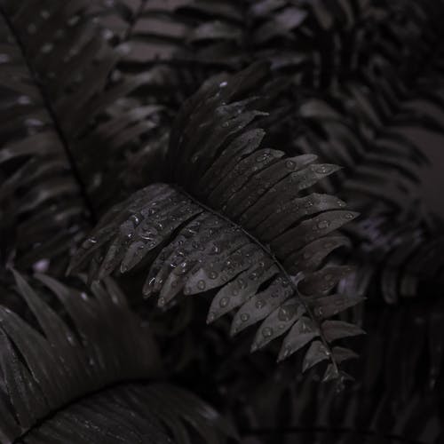 有关单色, 复叶, 方格式的免费素材图片