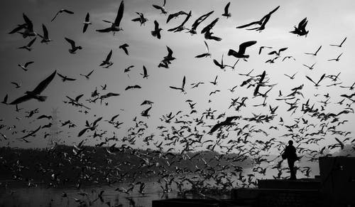 鸟类的灰度摄影 · 免费素材图片