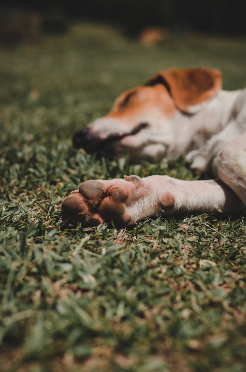 躺在绿草的白色和棕色短涂的狗 · 免费素材图片