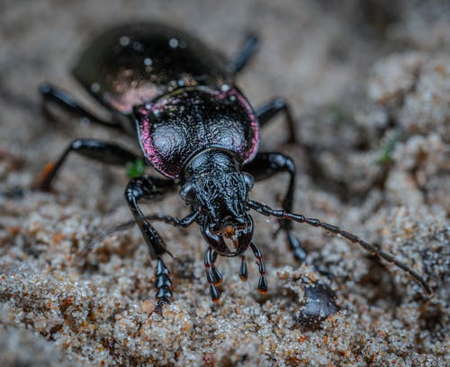 甲虫的特写照片 · 免费素材图片
