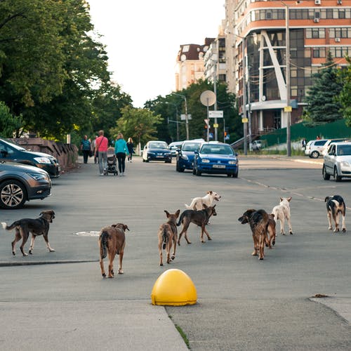 路上的狗 · 免费素材图片