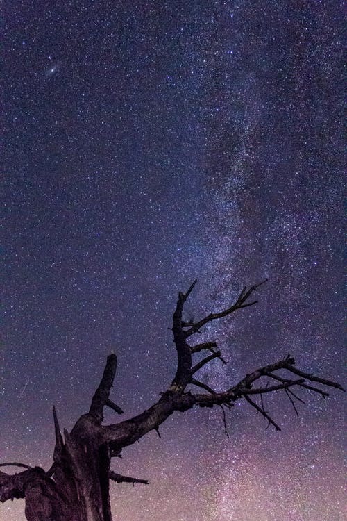 繁星点点的夜晚裸树 · 免费素材图片