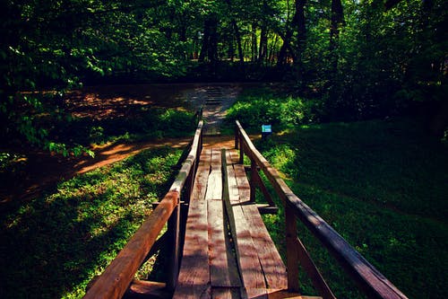 黄金时段在森林附近的棕色木桥 · 免费素材图片