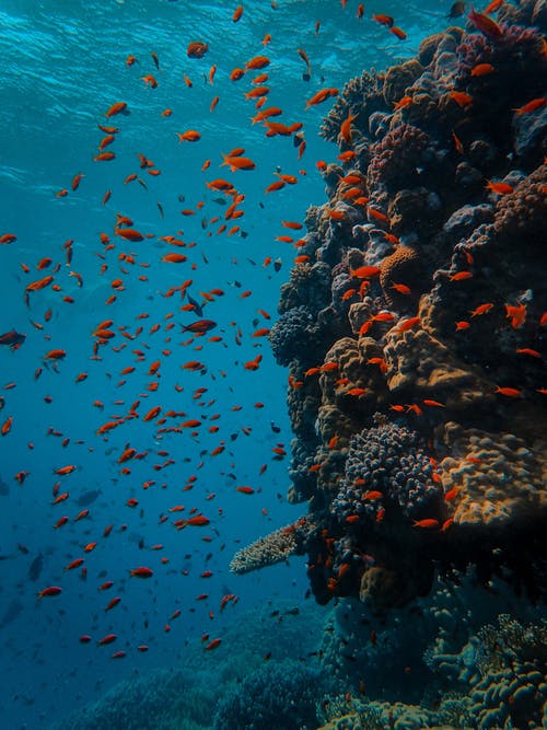 鱼群的水下摄影 · 免费素材图片