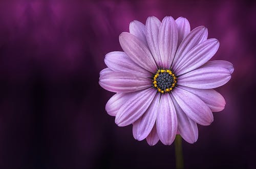 紫色雏菊花 · 免费素材图片