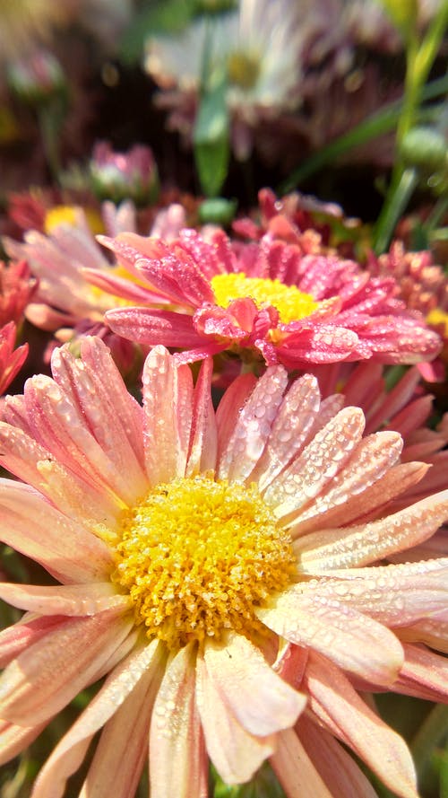 有关垂直拍摄, 微距拍摄, 紫苑的免费素材图片