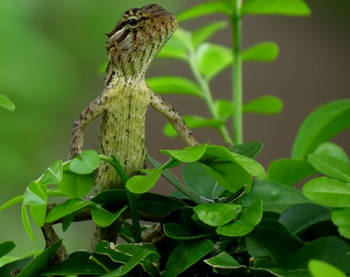 站在绿色的叶子的植物上的灰色蜥蜴的特写摄影 · 免费素材图片
