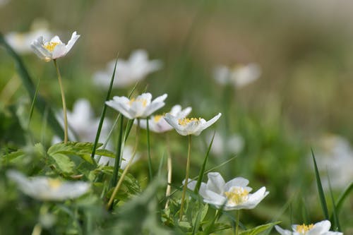 有关植物群, 特写镜头, 绿色的免费素材图片