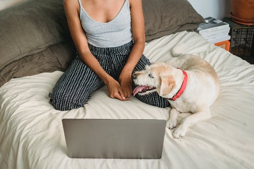 冷静的女人，一边与狗一起休息时浏览上网本 · 免费素材图片