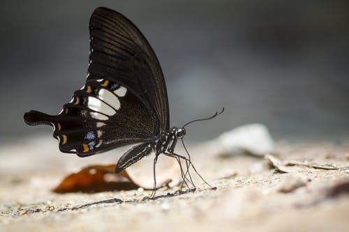 白色岩石上的黑色和白色蝴蝶 · 免费素材图片