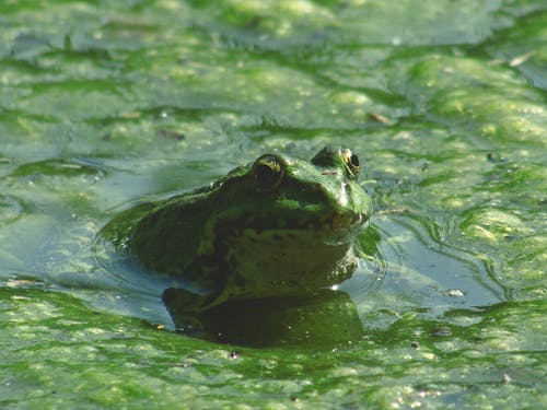 白天在水面上的青蛙 · 免费素材图片