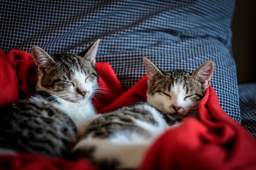 黑色和白色的虎斑猫睡在红色纺织 · 免费素材图片