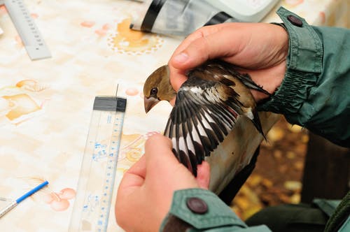 有关山雀, 手, 握住的免费素材图片