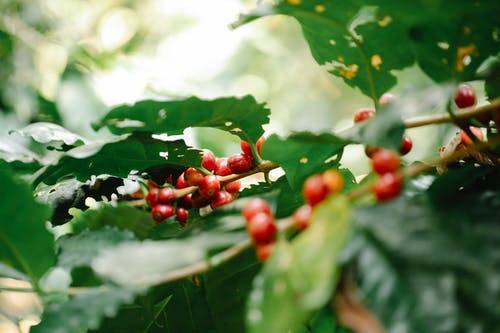 有关咖啡果, 咖啡樱桃, 咖啡浆果的免费素材图片